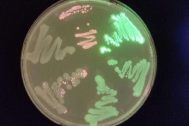 חיידקי מעיים לגילוי מוקשים